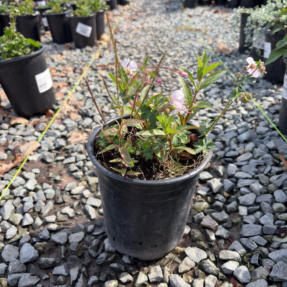 比奥科沃老鹳草