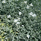 夏雪草