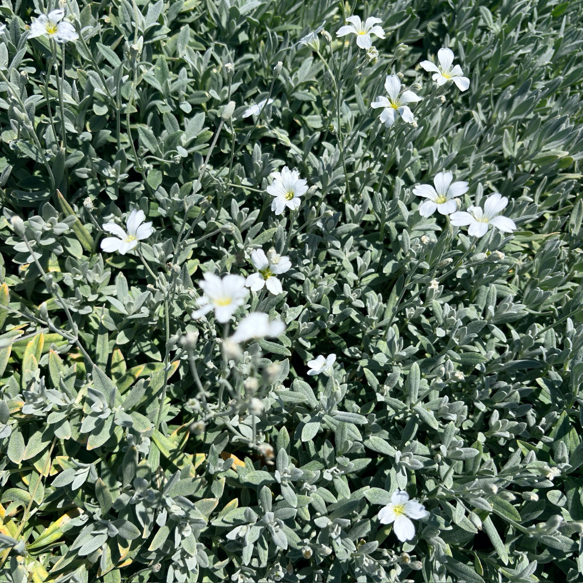 夏雪草