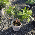 金边瑞香花