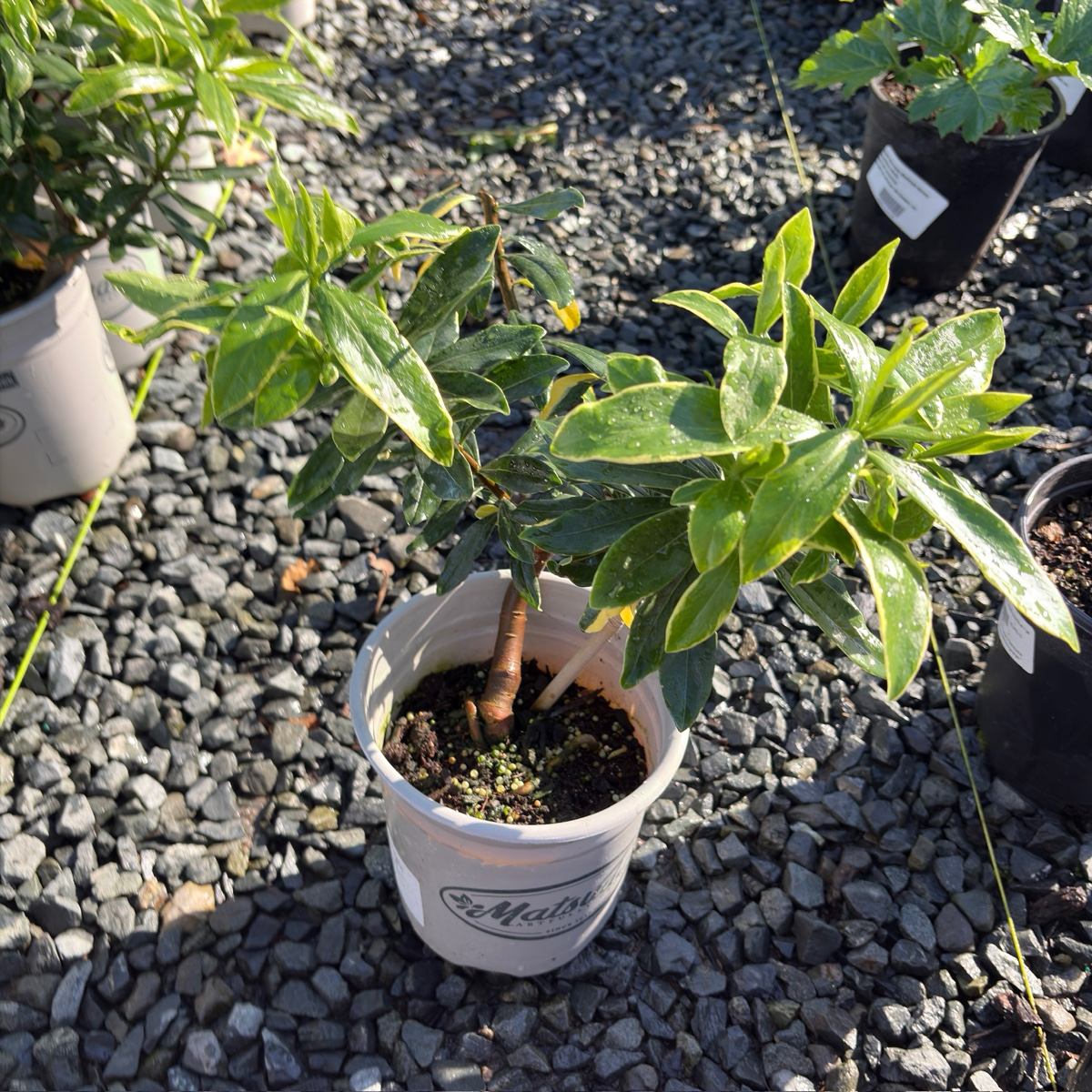 金边瑞香花
