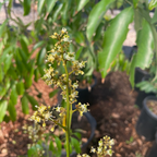 帝王荔枝树
