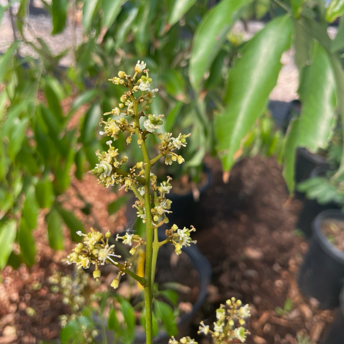 帝王荔枝树