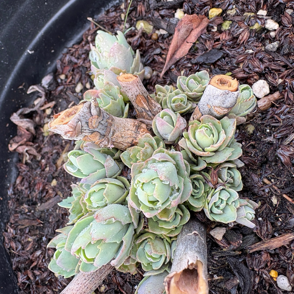 秋之喜悦景天