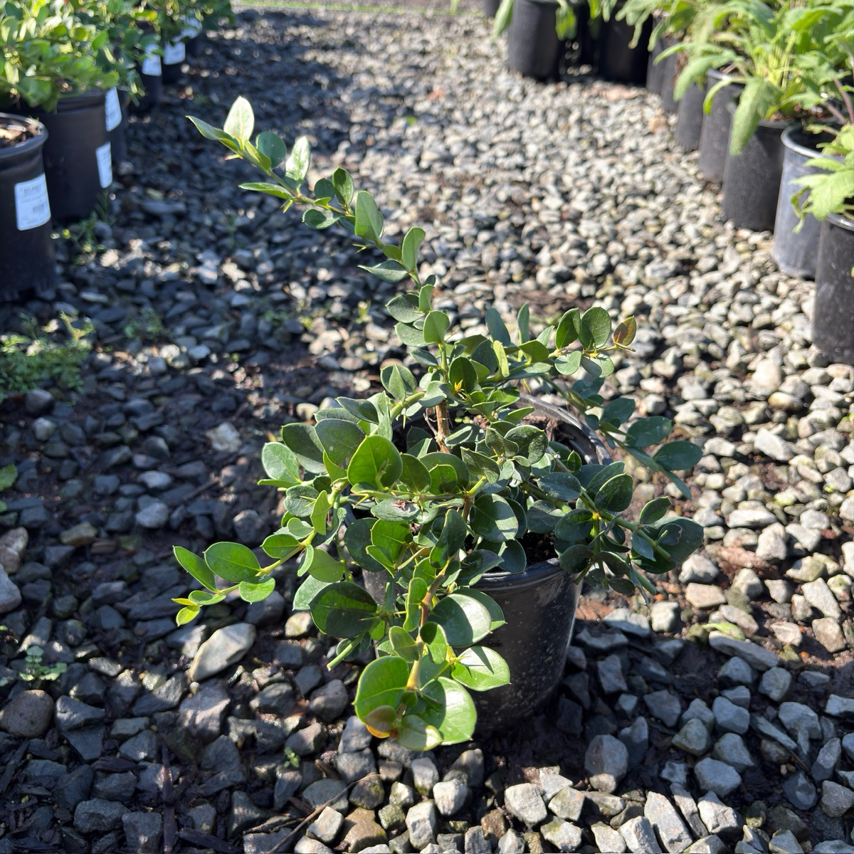 绿毯铁茉莉