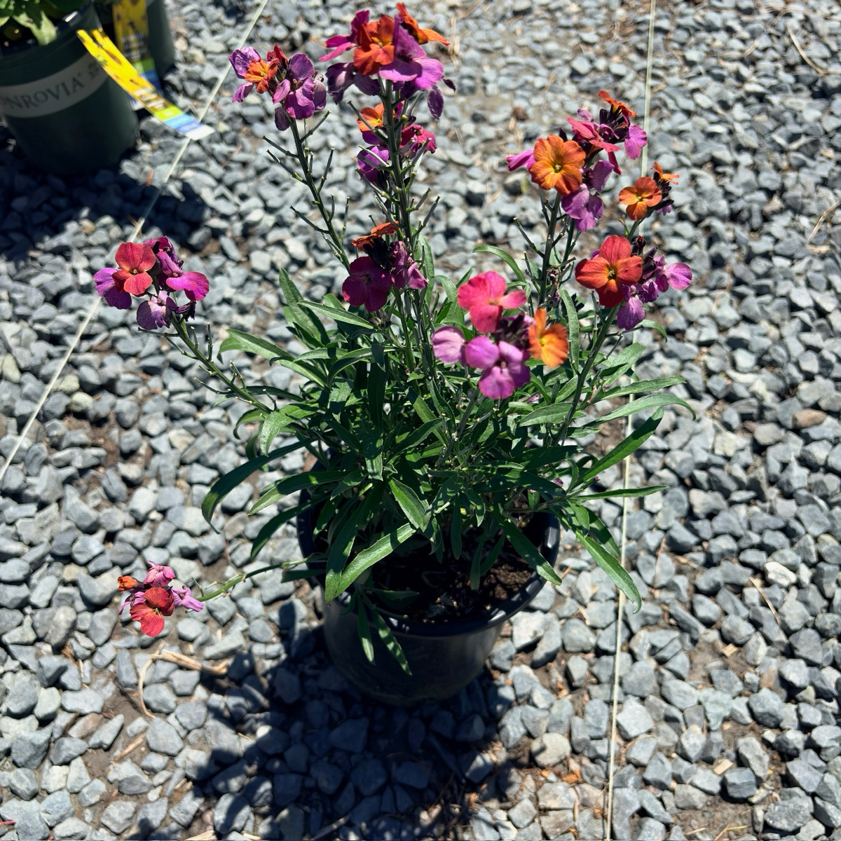 冬兰糖芥