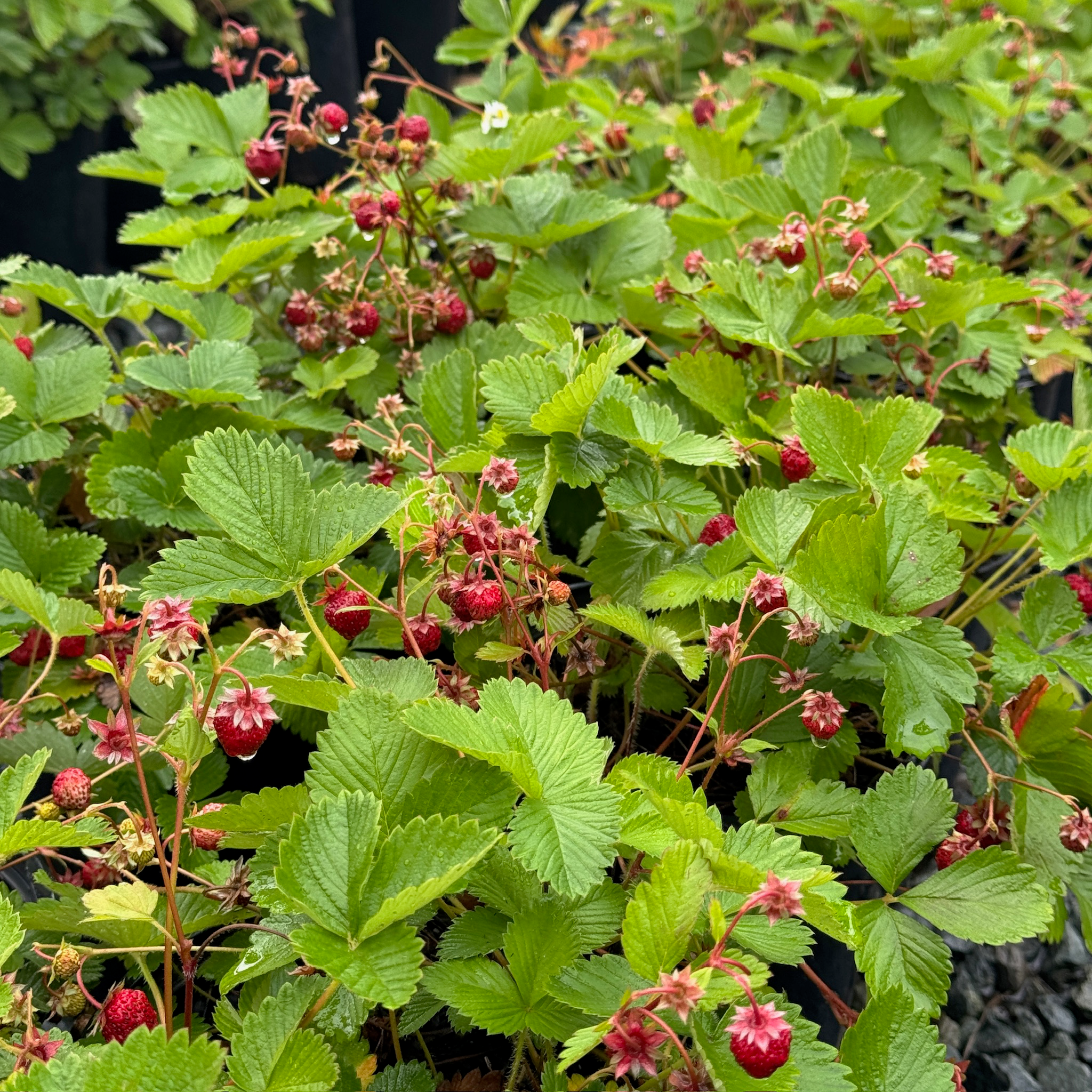 加州野草莓