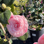 珍珠麦克斯韦山茶花
