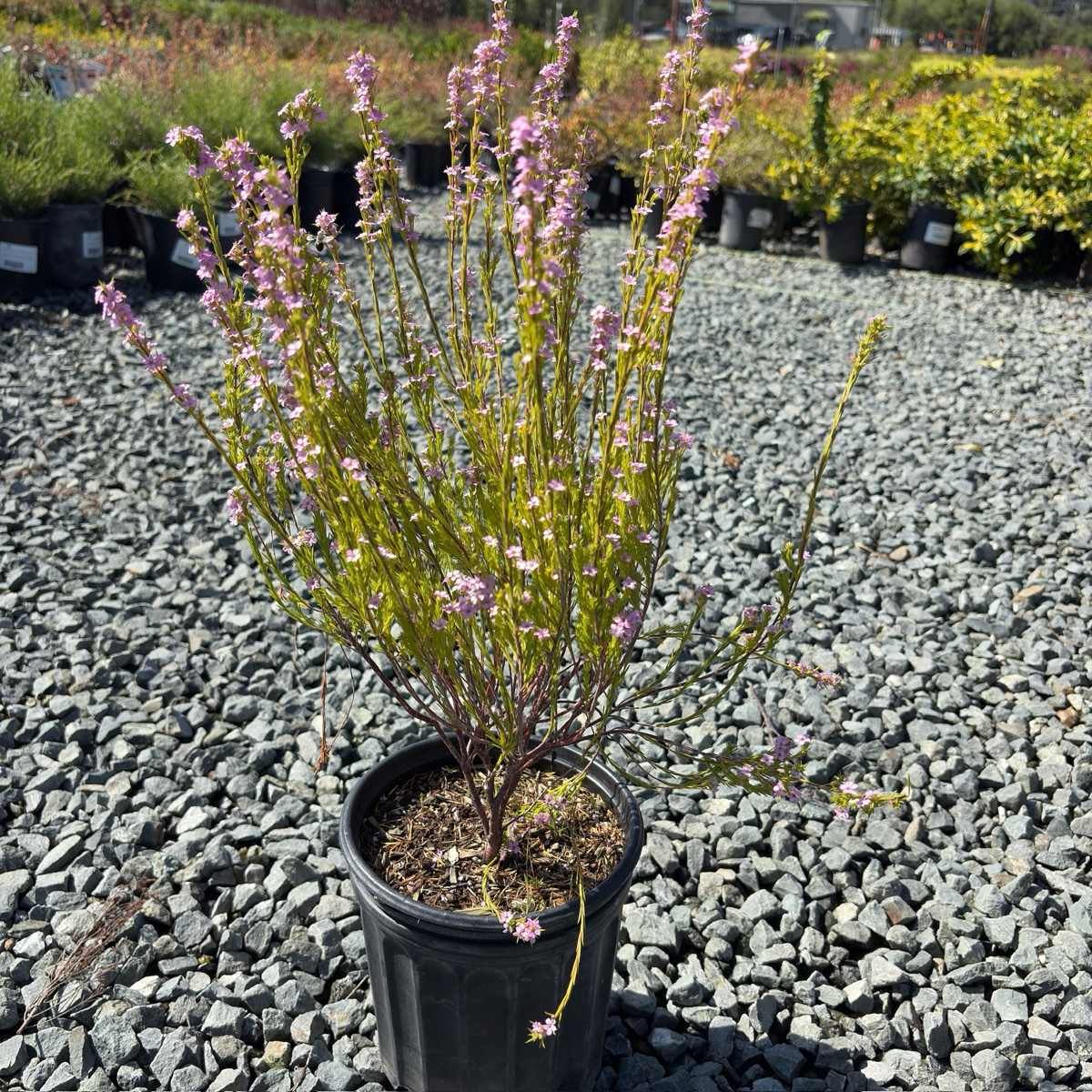 粉花芸香木