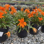 巨深橙勋章菊