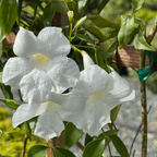 白花凌霄