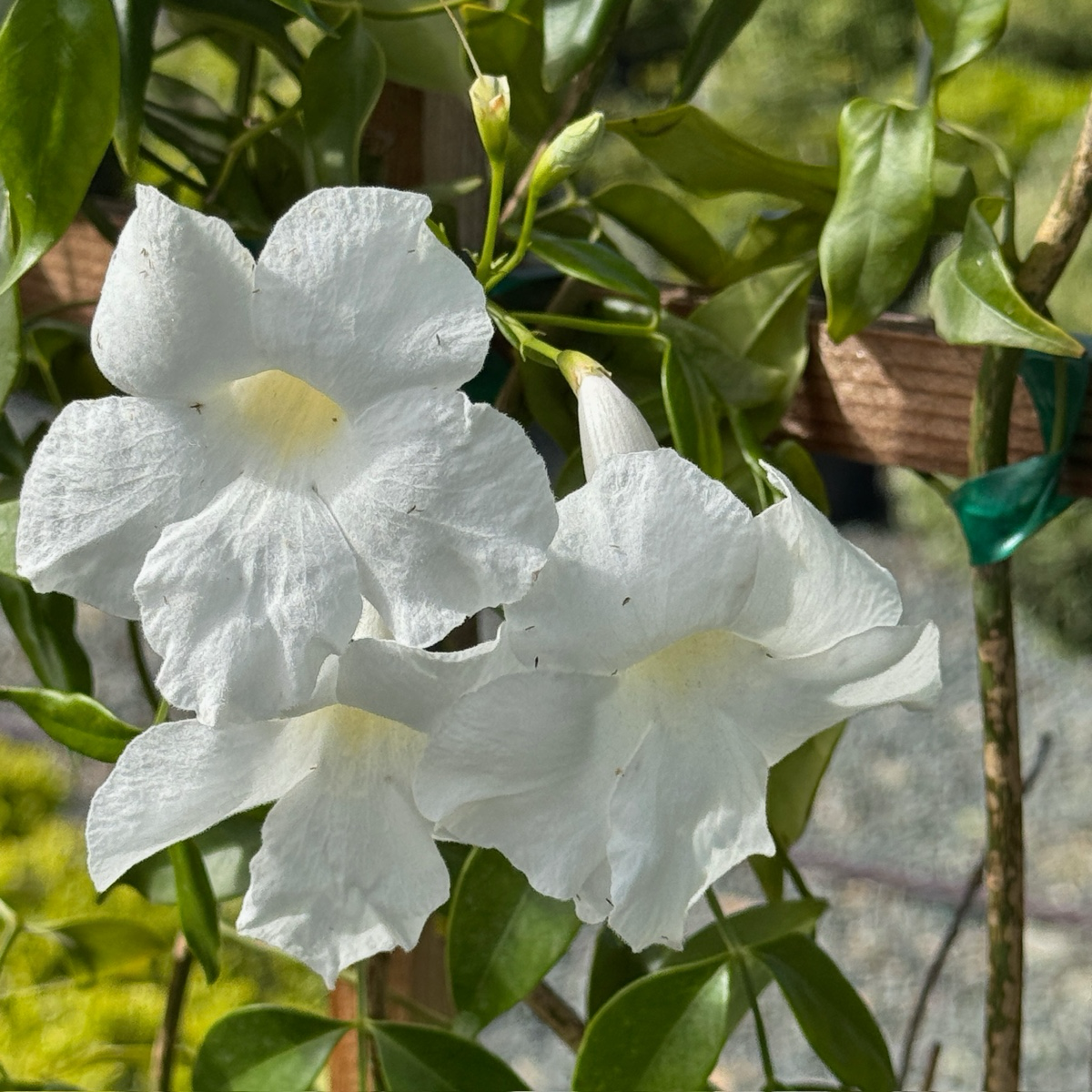 白花凌霄