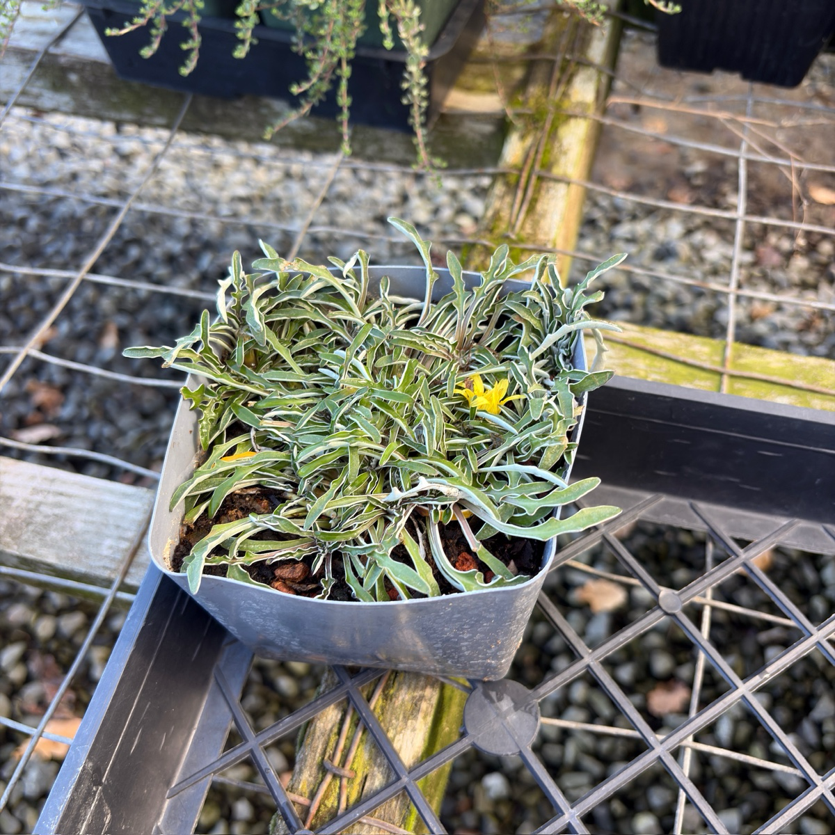垫状灰毛菊