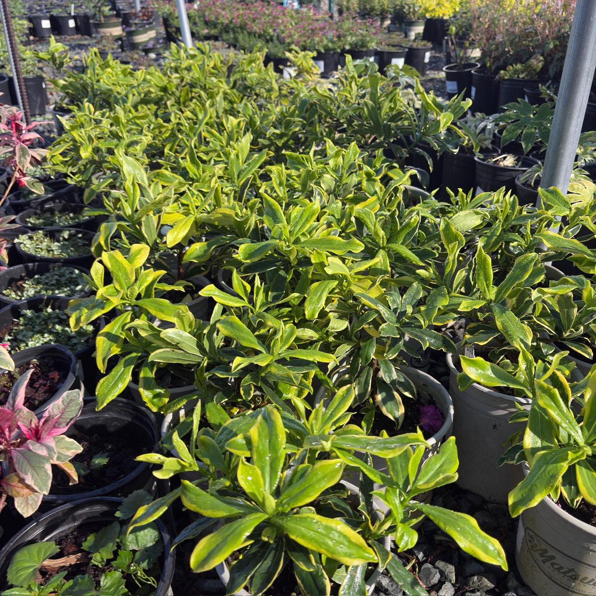 前岛瑞香花