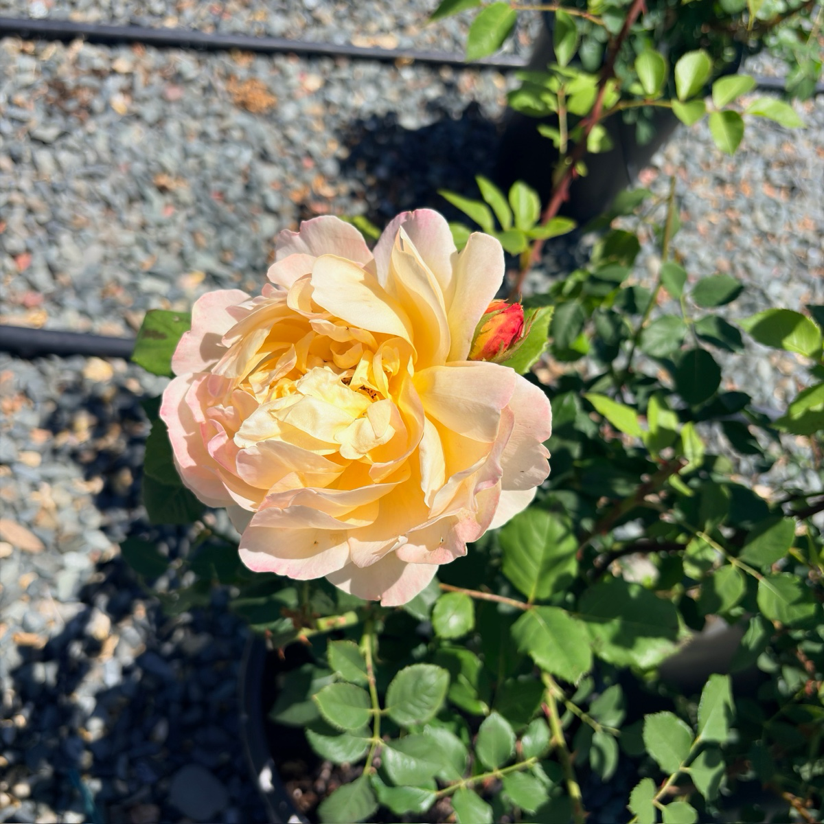 夏夫人月季
