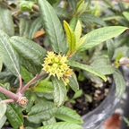 伊芙·凯斯咖啡莓