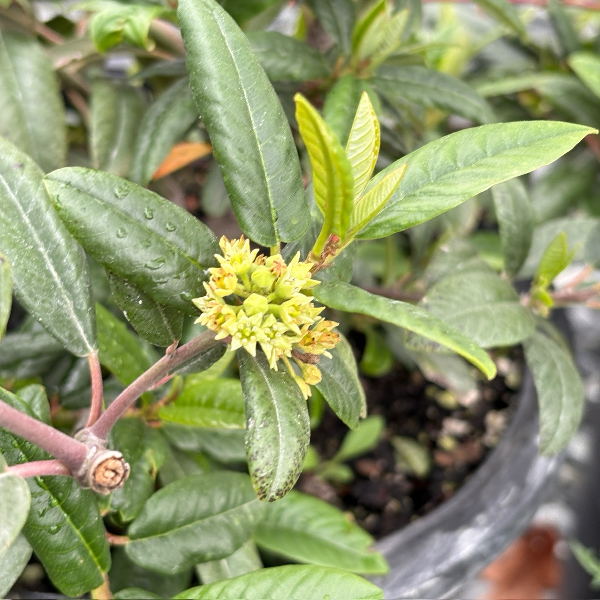 伊芙·凯斯咖啡莓