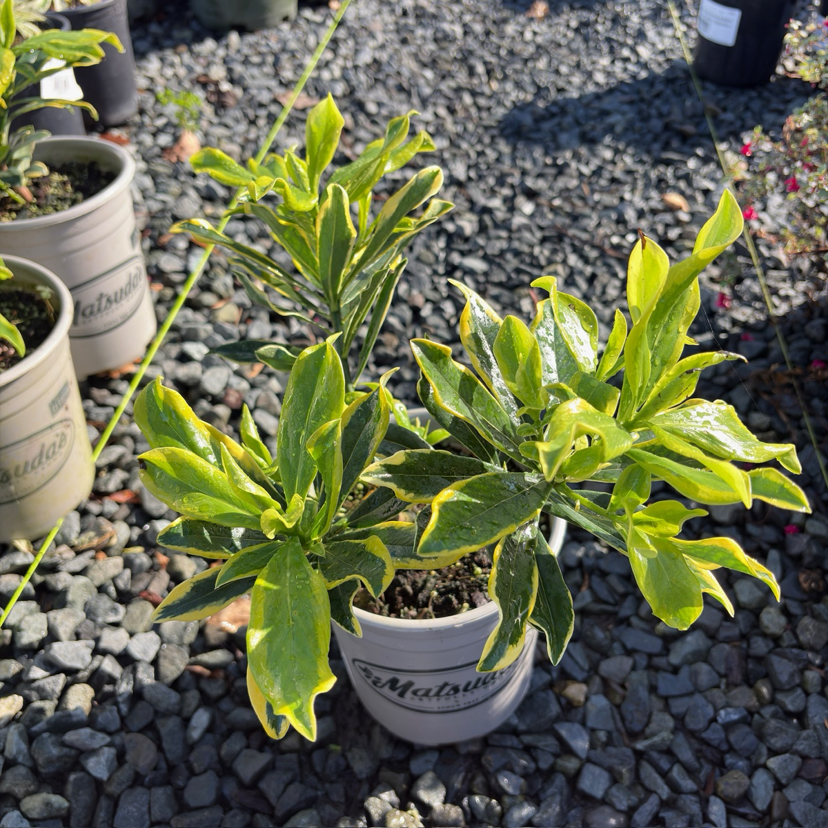 前岛瑞香花