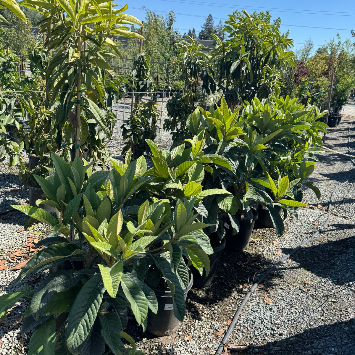 美味枇杷树