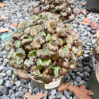 莓果亮虎耳草
