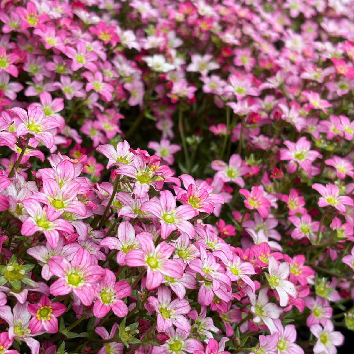 虎耳草