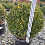 绿山英国黄杨