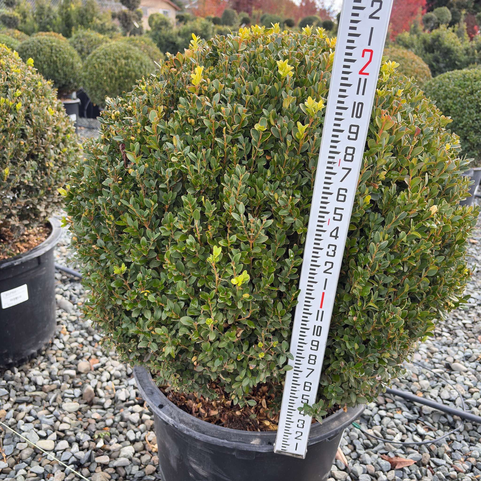 绿山英国黄杨