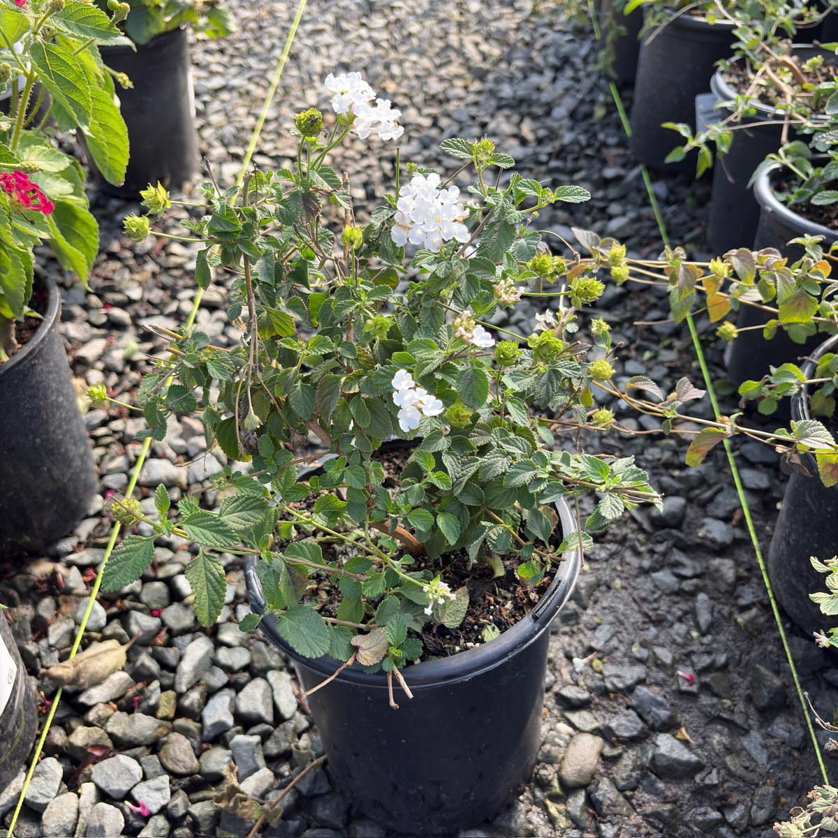 白花蔓马缨丹