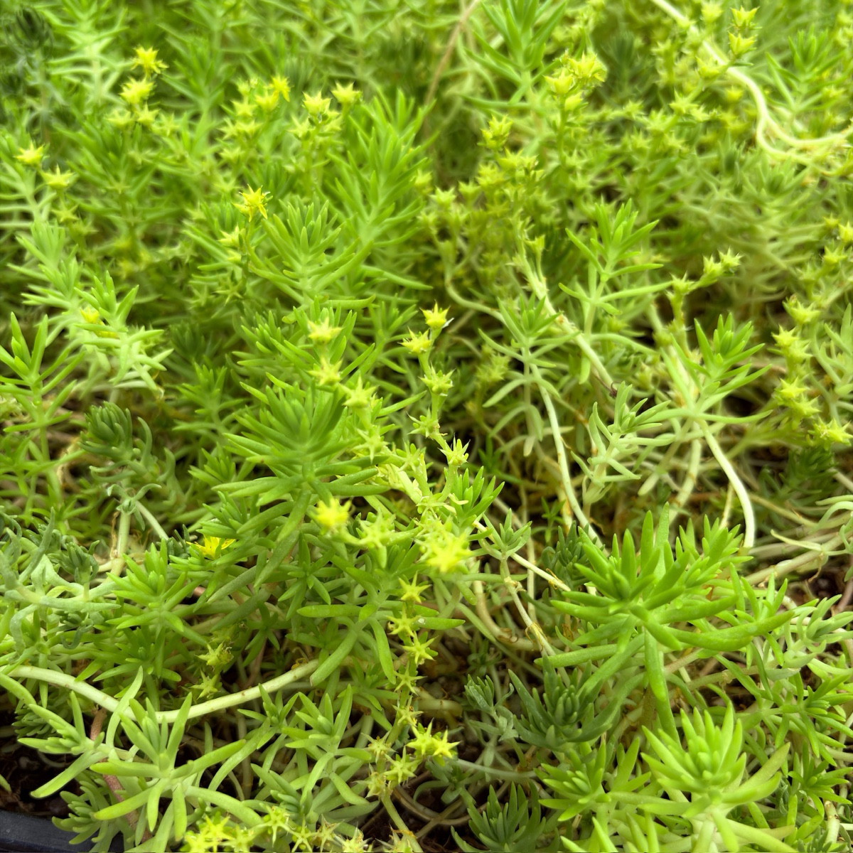 垂盆草