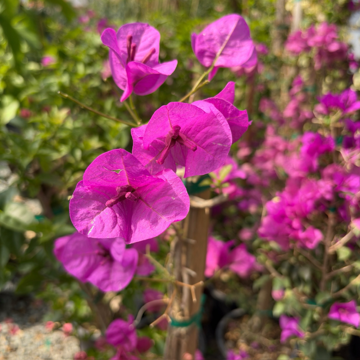 紫花三角梅