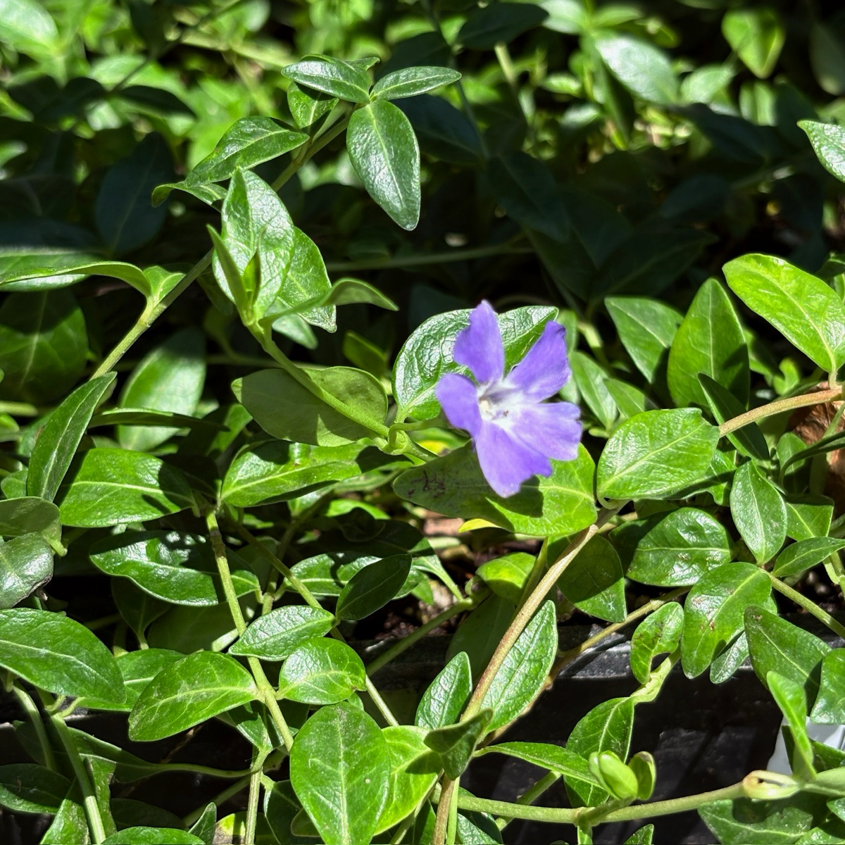 蔓长春花