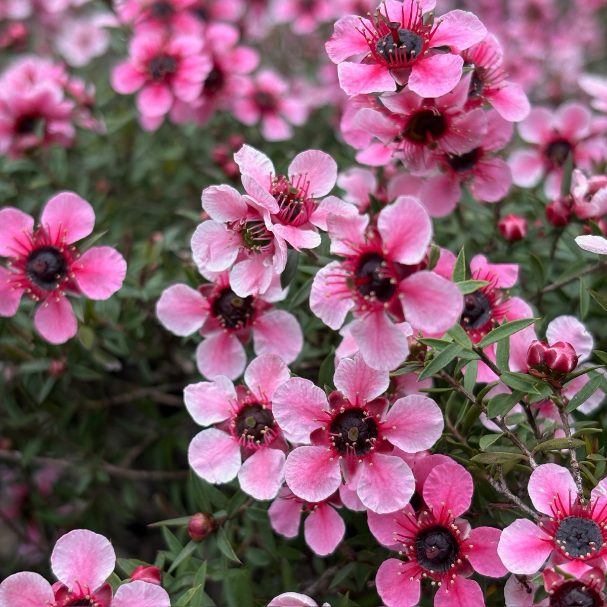 斯特莱宾之星松红梅