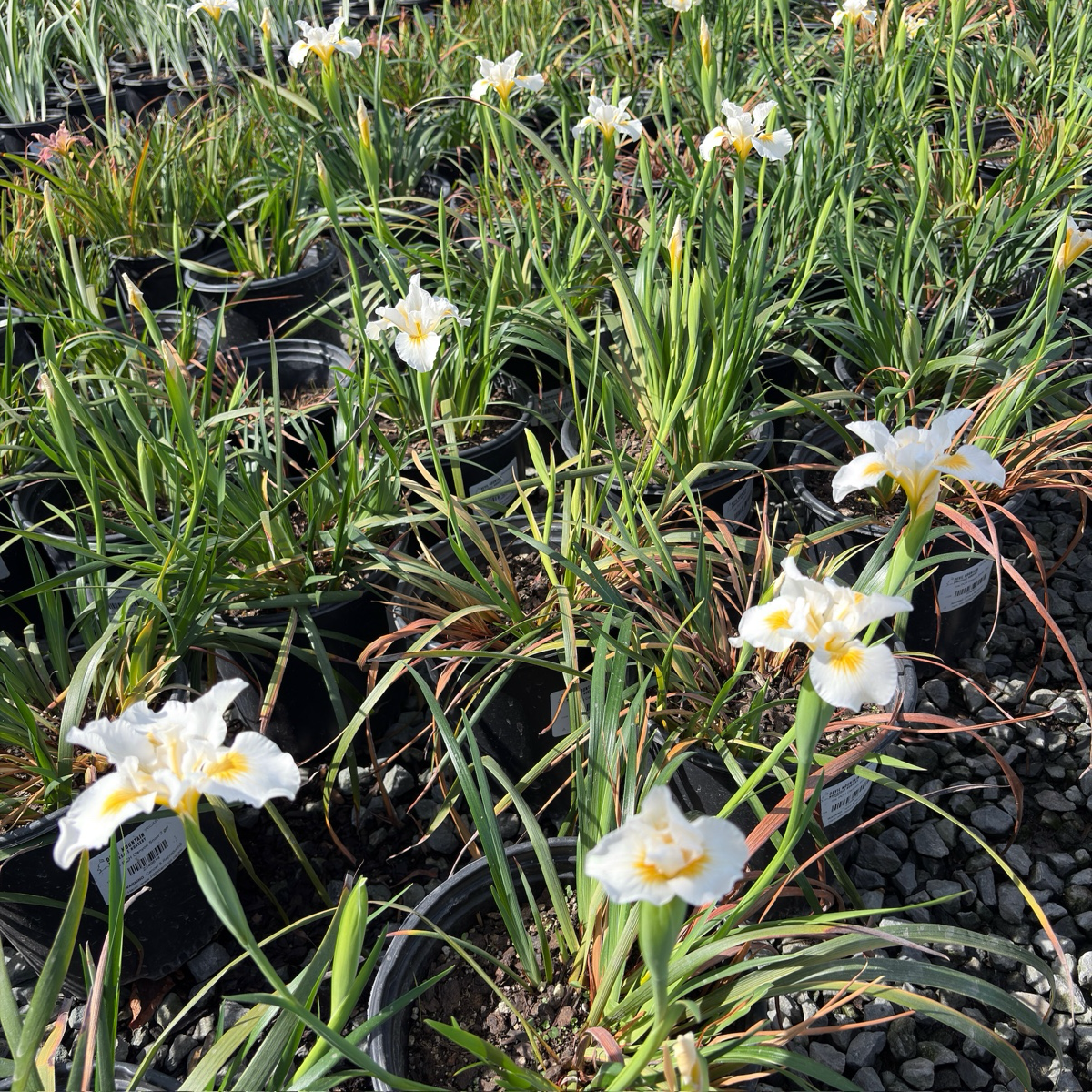 雪涧香根鸢尾