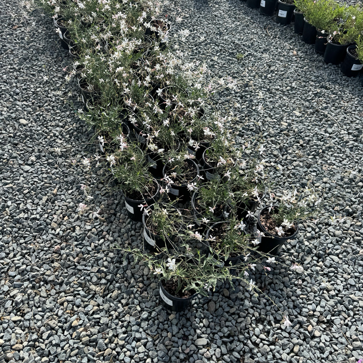 翩翩白蝶山桃草