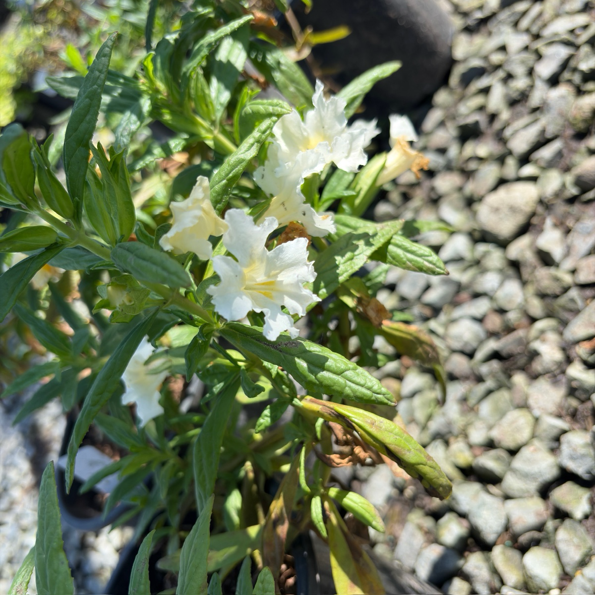 糖豆系列猴面花