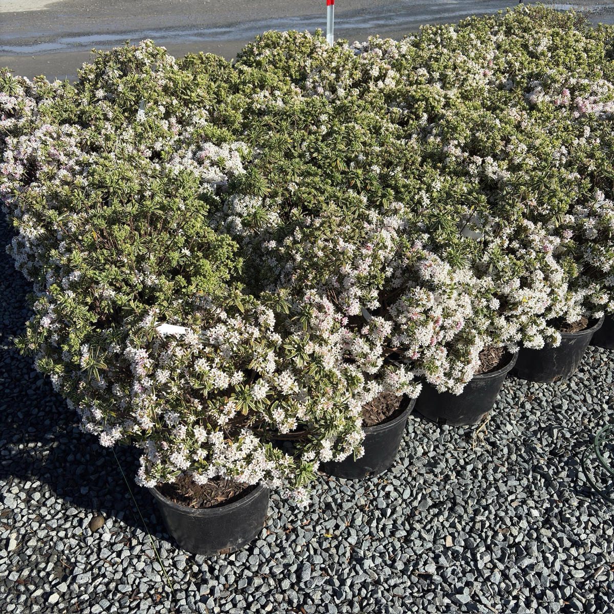 绮香瑞香花