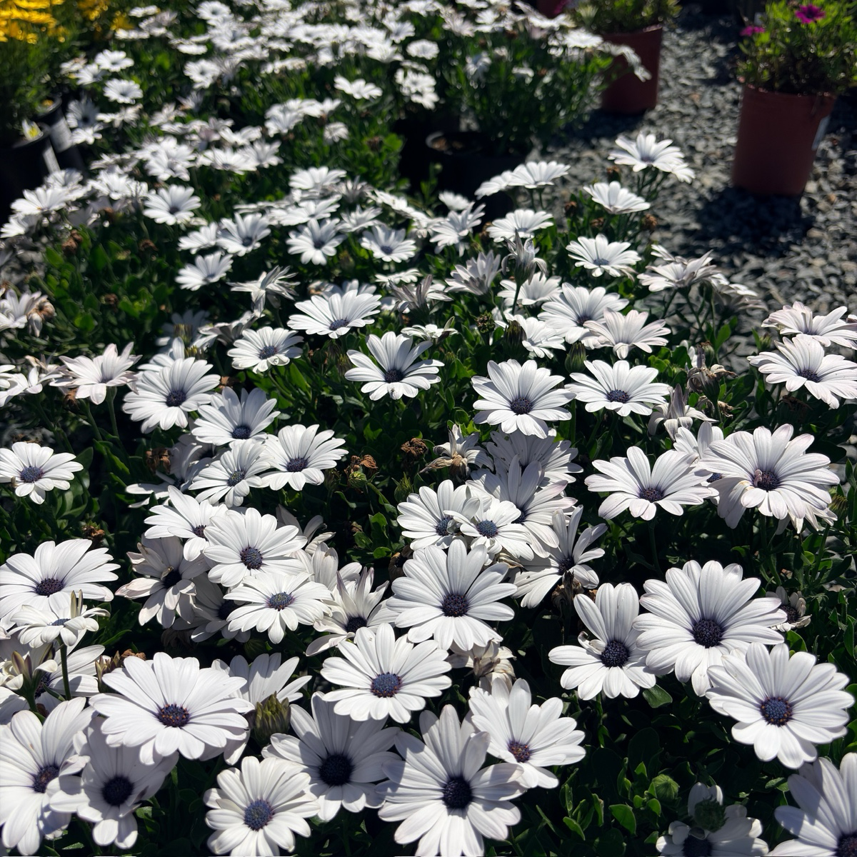 蓝目菊