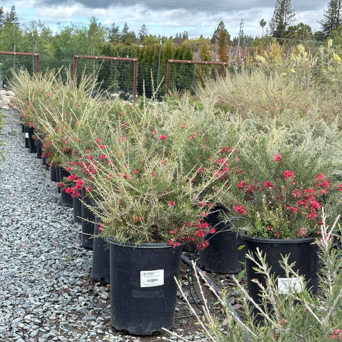 格雷维利亚植物，常绿耐旱灌木– Victory Nursery