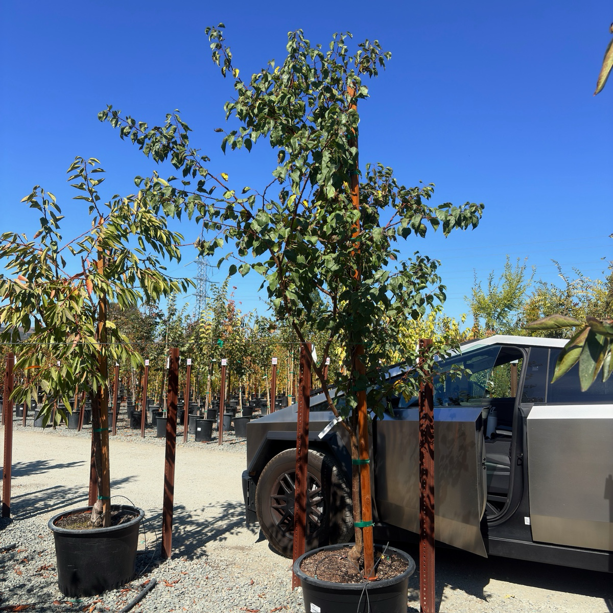 布伦海姆杏树