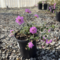 紫花蔓马缨丹