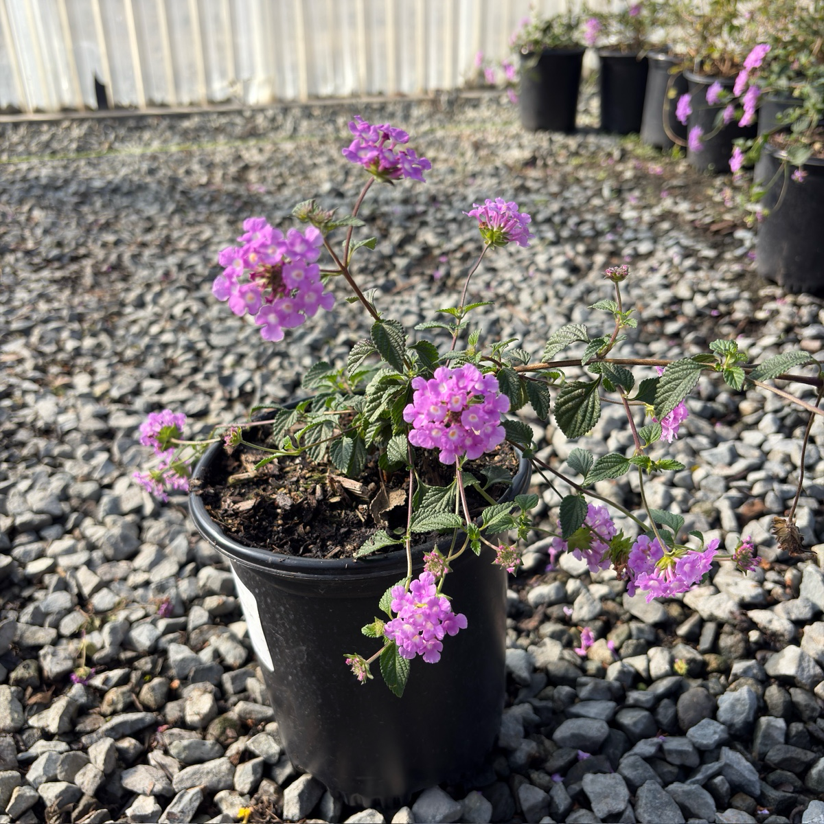 紫花蔓马缨丹