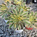 灿烂清盛莲花掌