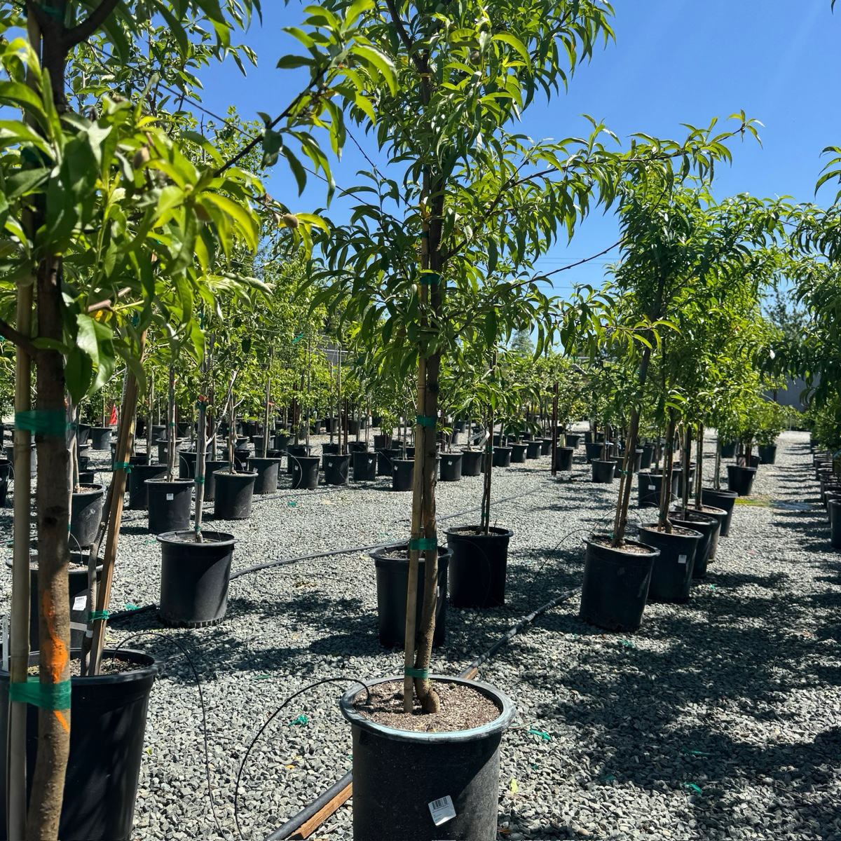 红蜜桃树