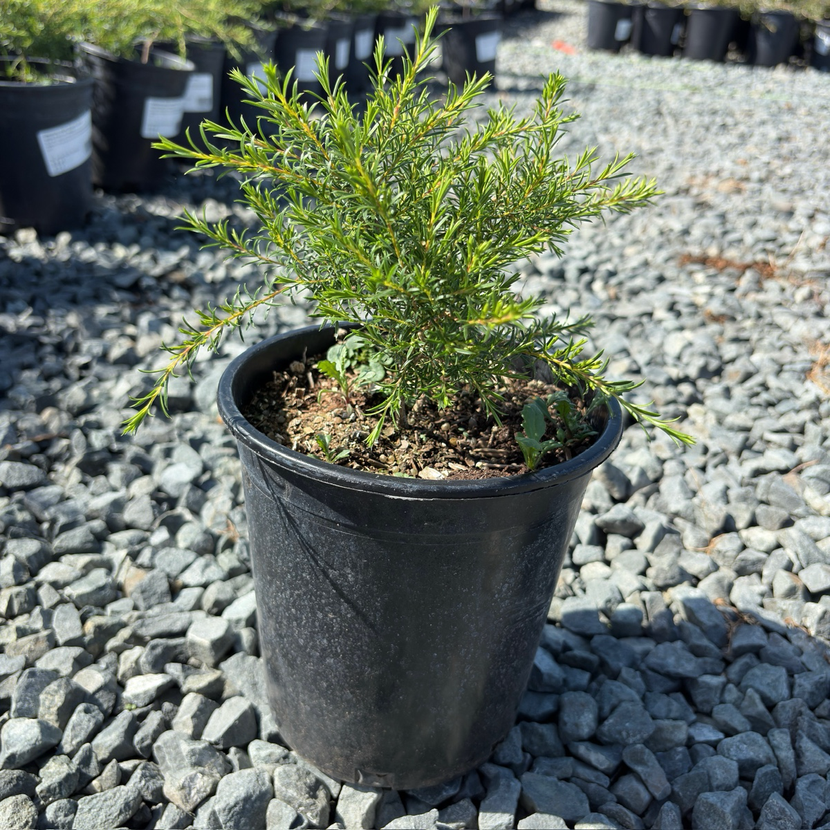 白花芸香木
