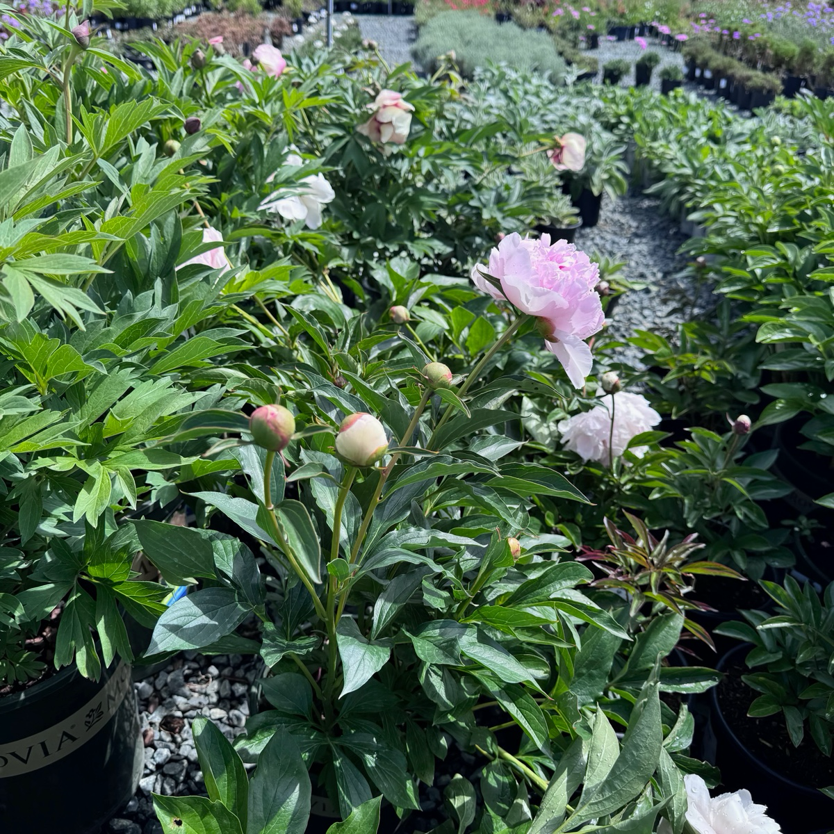 兰花夫人芍药