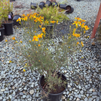 芳香万寿菊