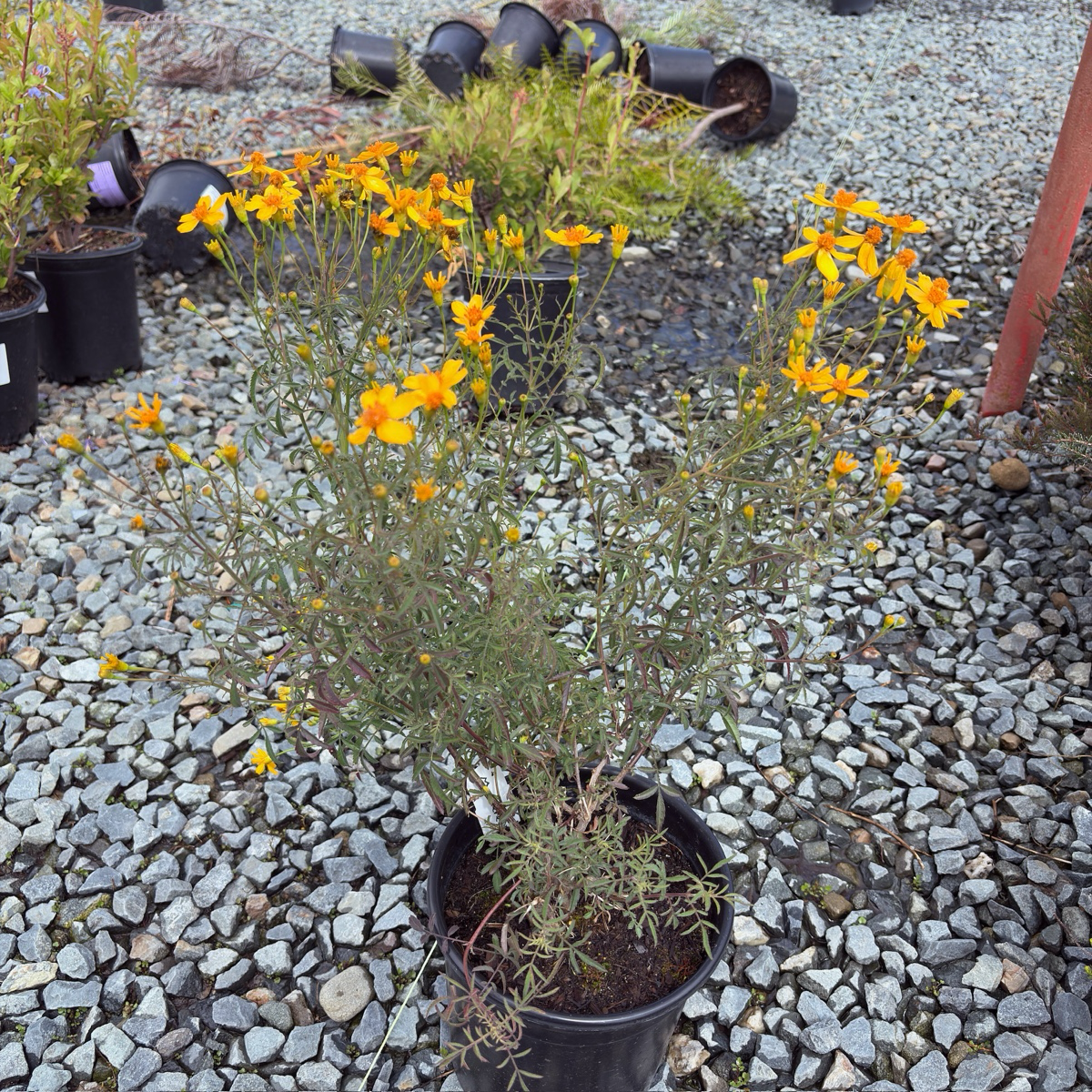 芳香万寿菊