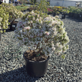 绮香瑞香花