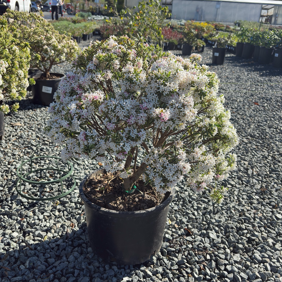 绮香瑞香花