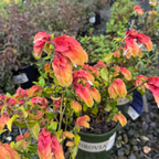 红虾花